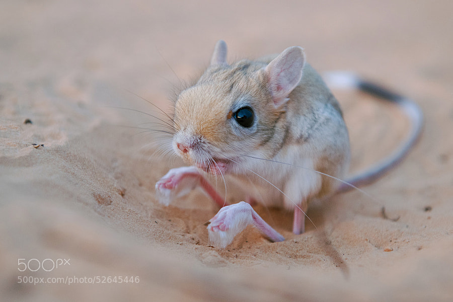 weird animals -Photograph Jerboa by Stefan Cruysberghs on 500px