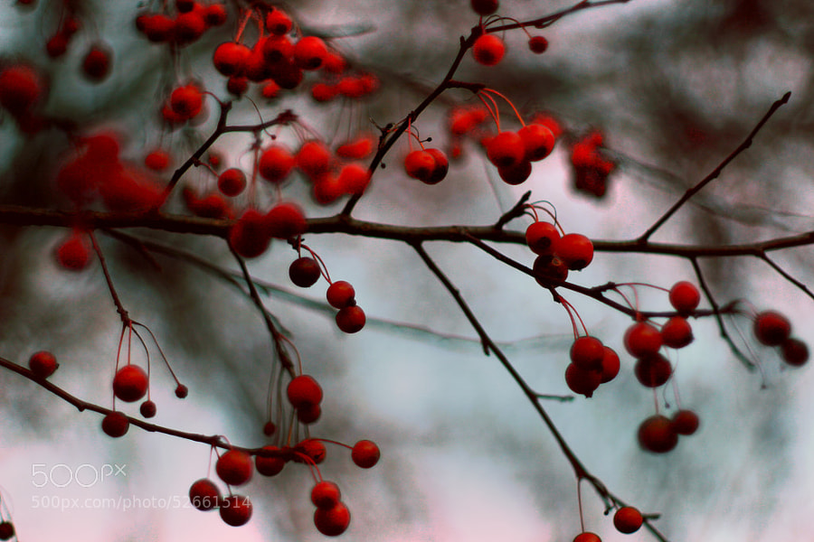 Crab Apple Tree in November (4) by Jeff Carter on 500px.com