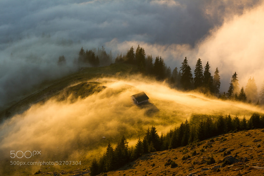 Photograph golden fog by Lazar Ovidiu on 500px