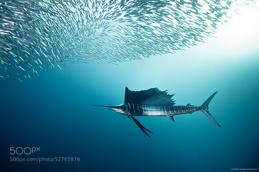 Photograph sailfish zen by Alexander Safonov on 500px