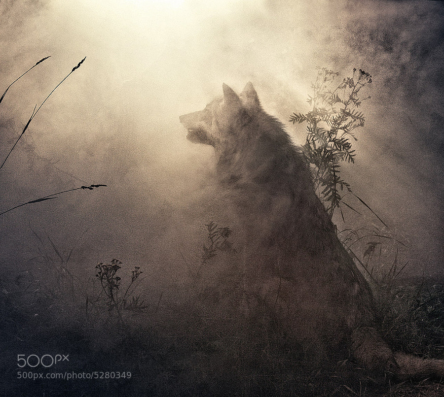 Photograph wolf... by Irina  Mastalyarchuk on 500px
