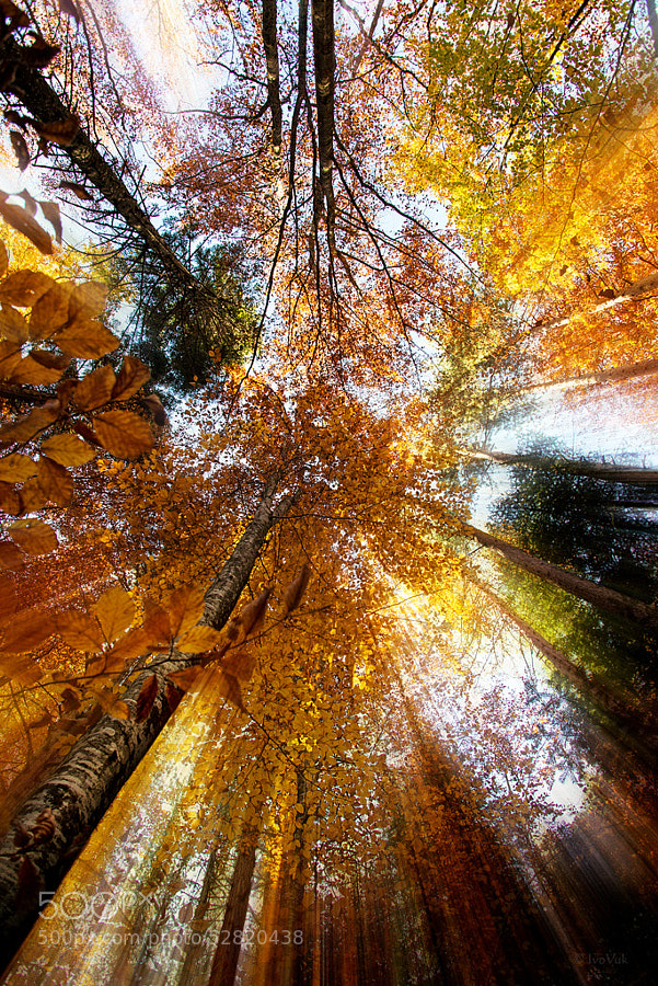 Photograph Golden rays by Ivan Vukelic on 500px