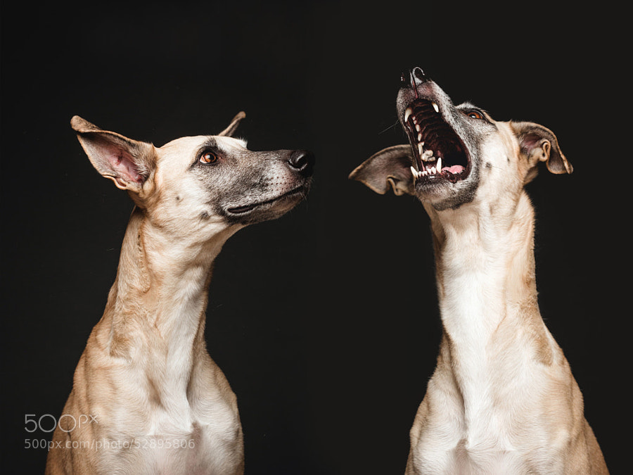 Dog photography - Photograph Twist and shout by Elke Vogelsang on 500px