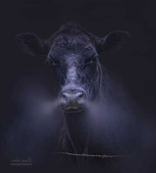 Bull by Robert Goulet on 500px.com