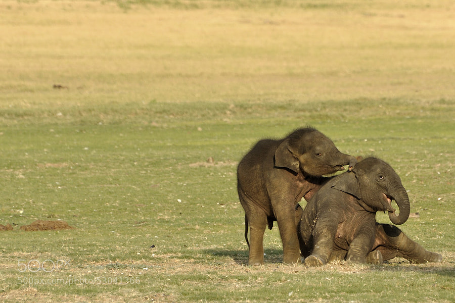 Photograph Baby Elephants by Radha Rangarajan on 500px