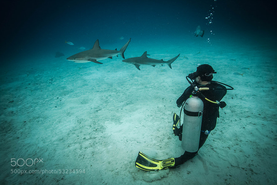 Photograph Diver and Sharks by Carlos Grillo  on 500px