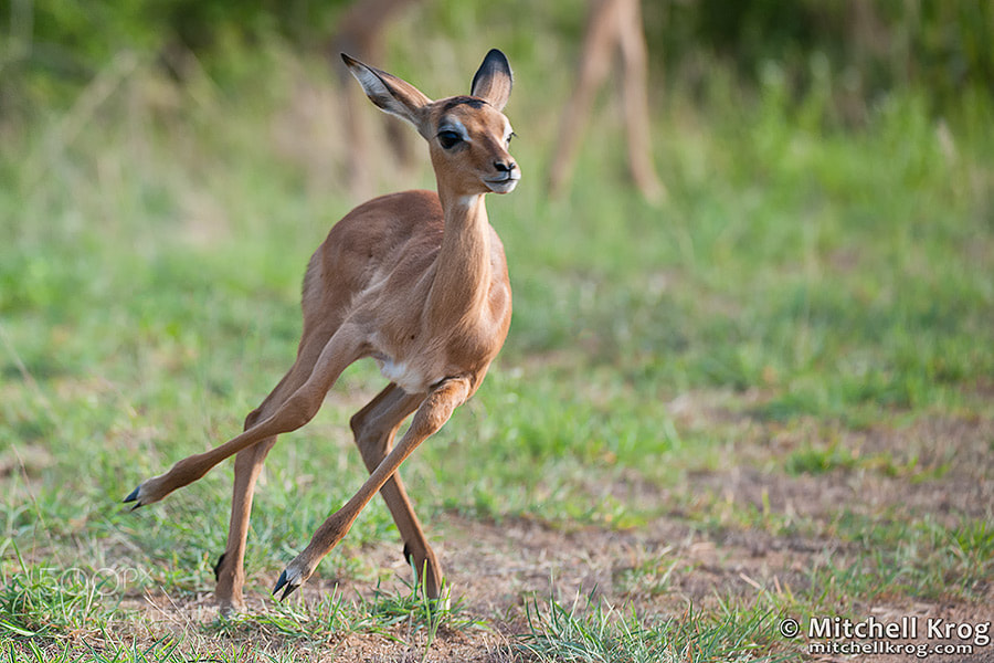 Photograph Baby Impala Learning to Run - Kruger National Park, South Africa by Mitchell Krog on 500px