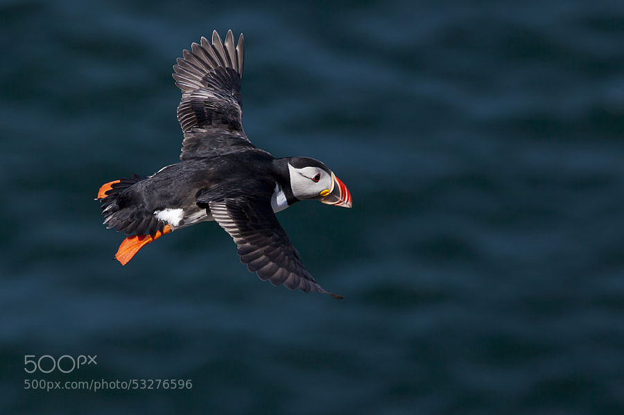 Photograph Puffin by Peter Krocka on 500px