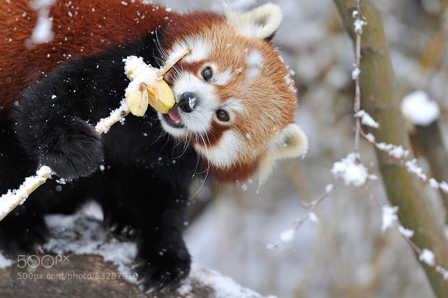 Photograph Red Panda Snow Apple by Josef Gelernter on 500px