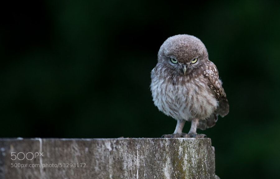 Photograph Angry Bird by Oliver Wright on 500px