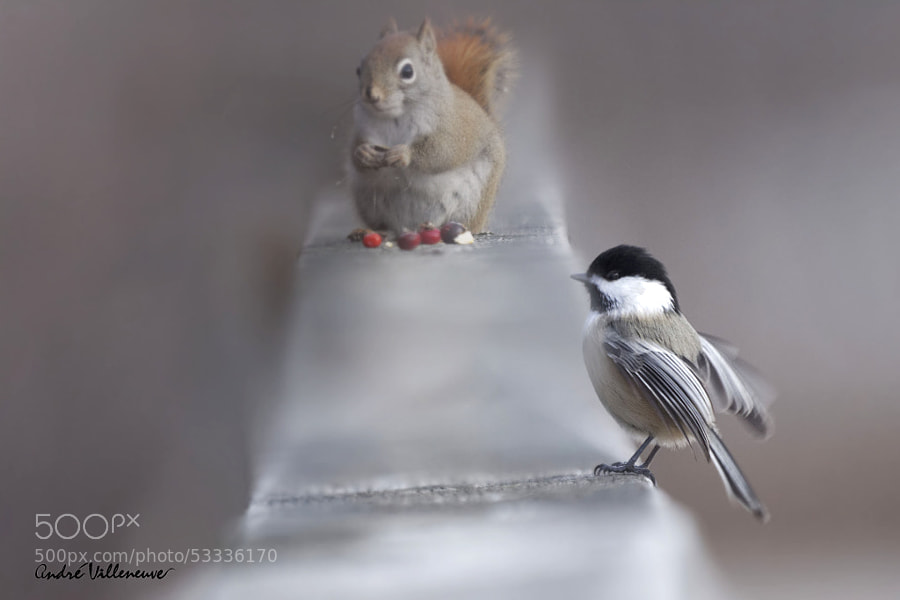Photograph Enough for two ? by Andre Villeneuve on 500px