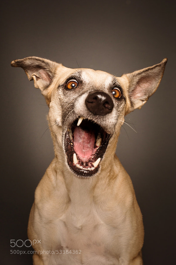 Dog photography - Photograph Hard Rock, Baby by Elke Vogelsang on 500px