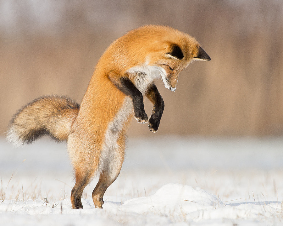 Photograph Jump by Maxime Riendeau on 500px