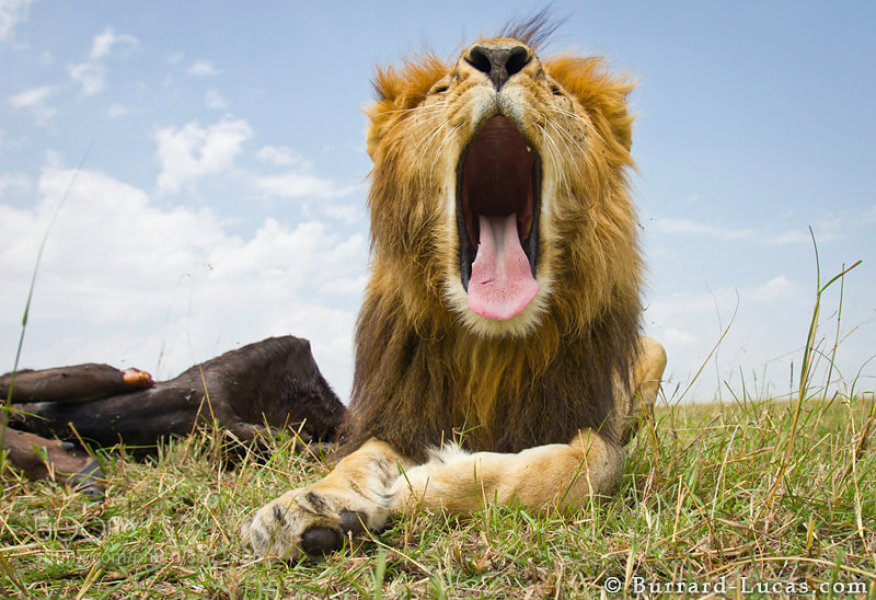 Photograph Yawn by Will Burrard-Lucas on 500px