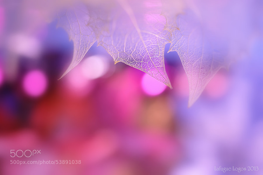 Photograph Waiting for Noel (Warm version) by Lafugue Logos   on 500px