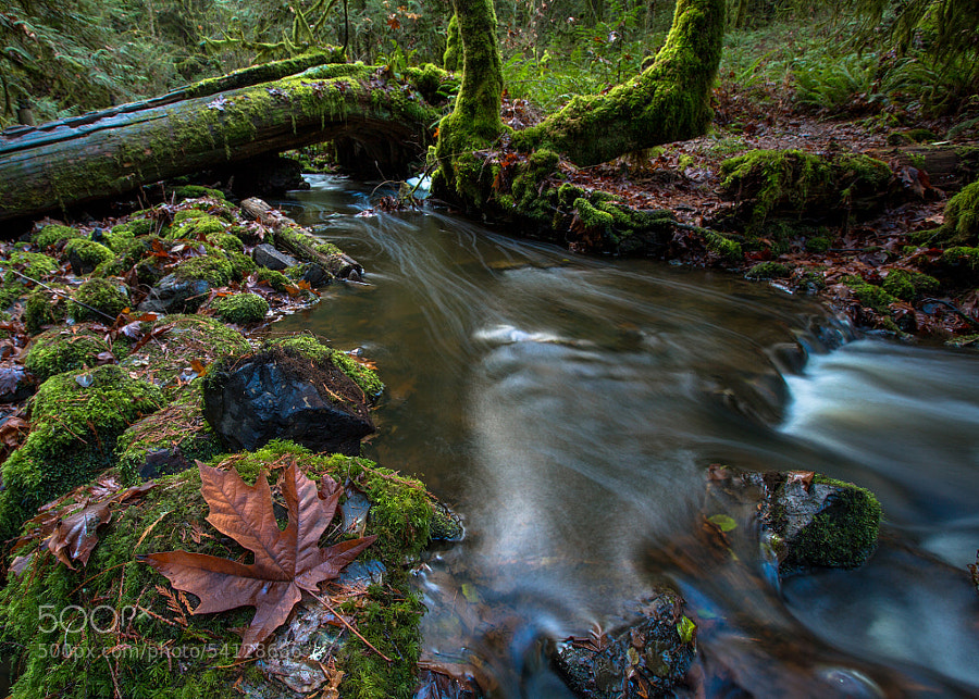 Mossy Wonderland by Lisa Bettany on 500px.com