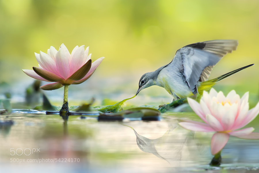Photograph Gray Wagtail and Lotus ?????? by FuYi Chen on 500px