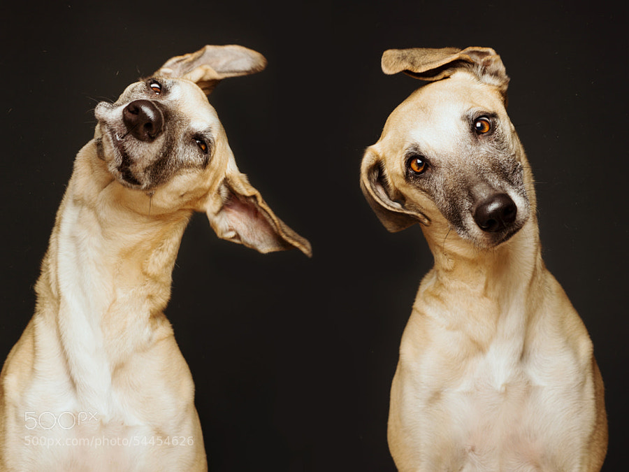 Dog photography - Photograph Twist by Elke Vogelsang on 500px