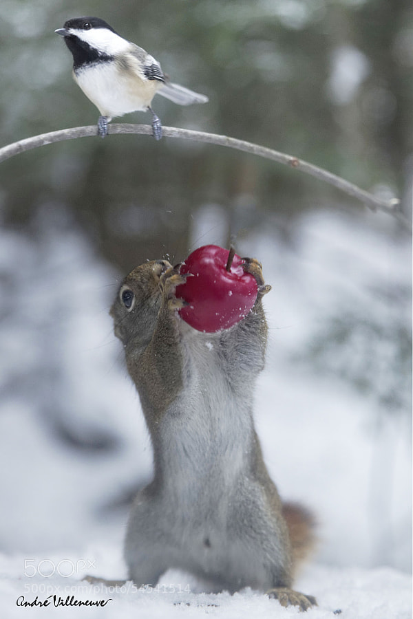 Photograph You are hungry Berry ? by Andre Villeneuve on 500px