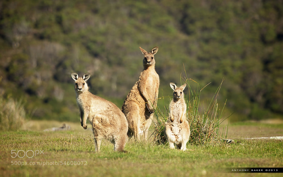 Photograph Narawntapu Kangaroos by Anthony Baker on 500px