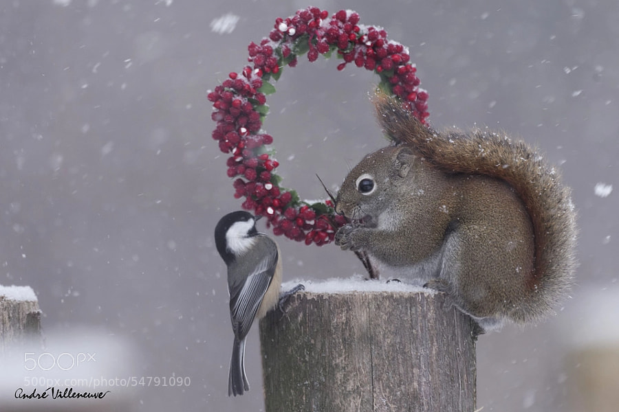 Photograph Tell me Red , do you receive all your relatives in your hole for Christmas by Andre Villeneuve on 500px