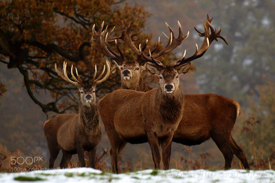 Photograph Red Deer - Family Portrait by George Wheelhouse on 500px