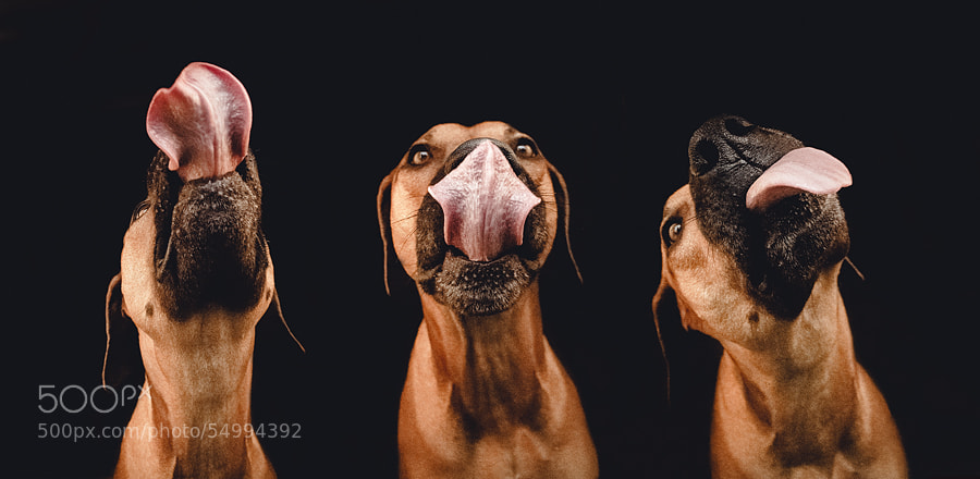 Dog photography - Photograph The pleasures of liverwurst by Elke Vogelsang on 500px