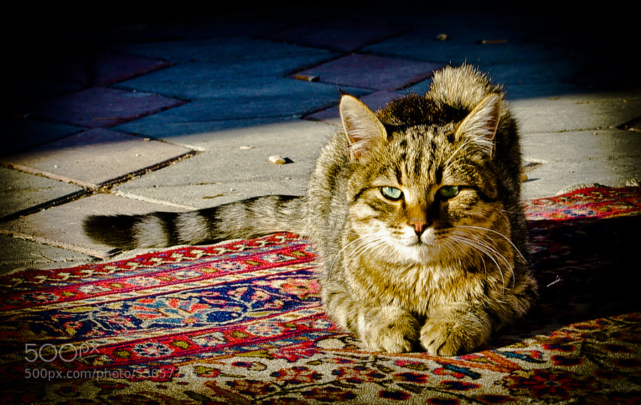 Cat 'n Carpet by Sefa Ziya on 500px.com" border="0" style="margin: 0 0 5px 0;