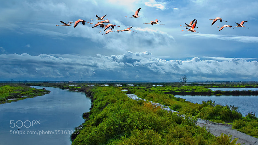 Photograph Estuary by Carlos Alberto Loff Fonseca on 500px