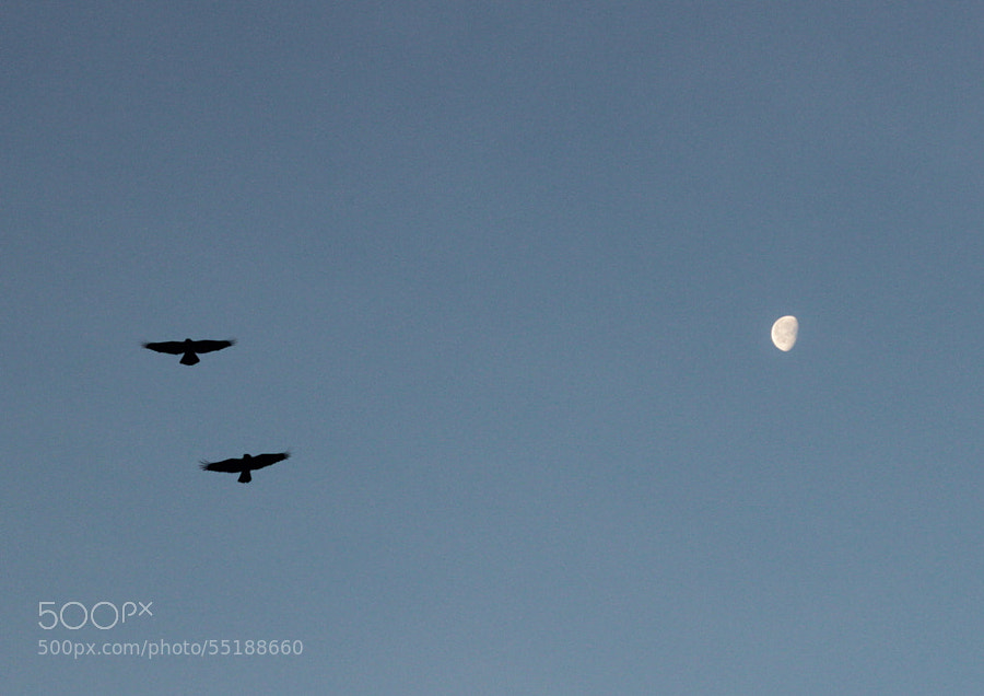 moon and crows by Maxim Tashkinov on 500px.com