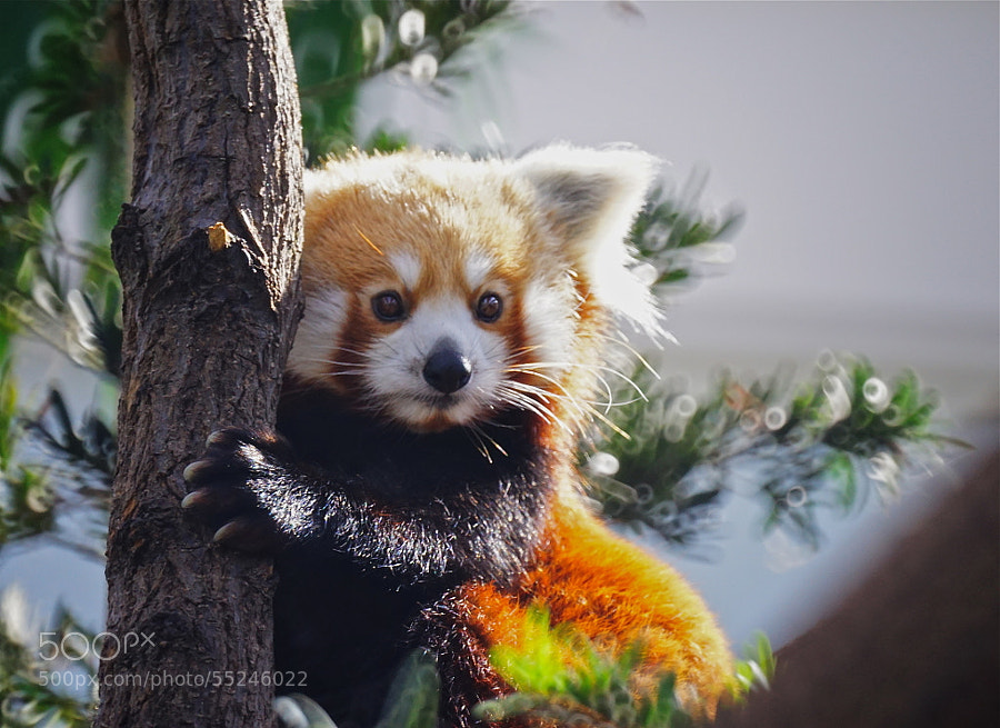Photograph Red Panda by Sim  Kim Seong on 500px