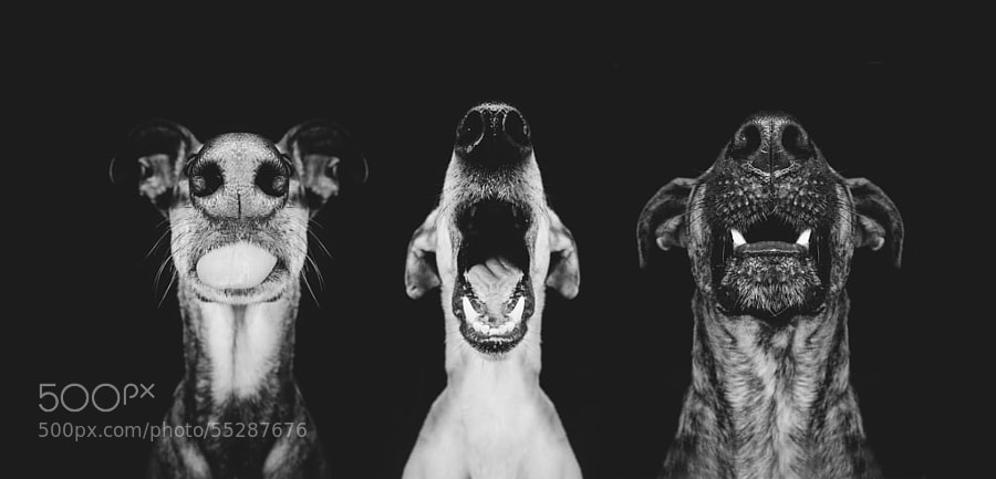 Dog photography - Photograph Nice nosing you by Elke Vogelsang on 500px