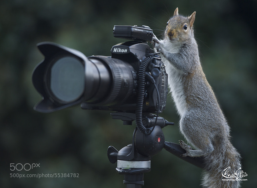 Photograph What's my motivation? by Max Ellis on 500px
