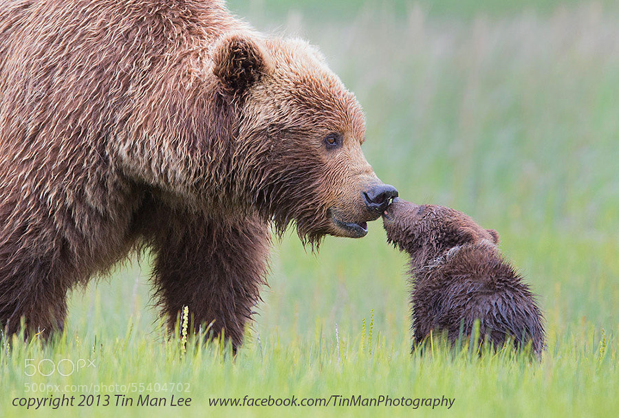 Photograph Bear Kiss by Tin Man on 500px