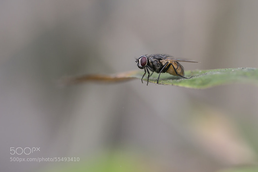 Photograph </p>
<p>Just a little fly ... by Amine Fassi on 500px