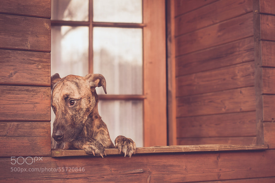 Photograph Waiting for Santa by Elke Vogelsang on 500px