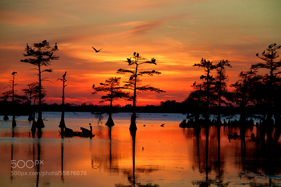 Photograph Sunset on the Bayou by Carey Chen on 500px