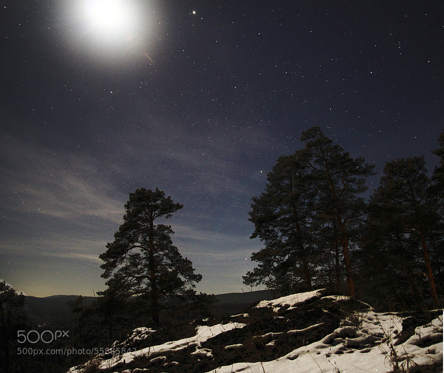 pine forest in the moonlight by Maxim Tashkinov on 500px.com