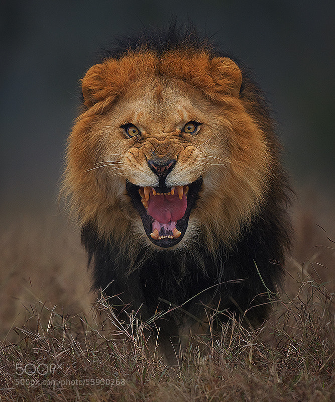 Photograph angry king.. by Atif Saeed on 500px