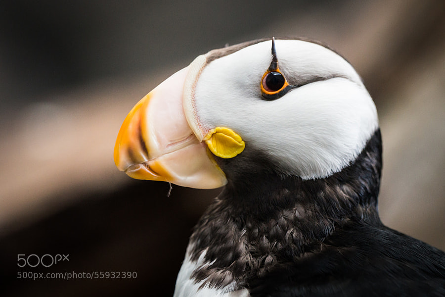 Photograph Horned Puffin by Cedric Favero on 500px