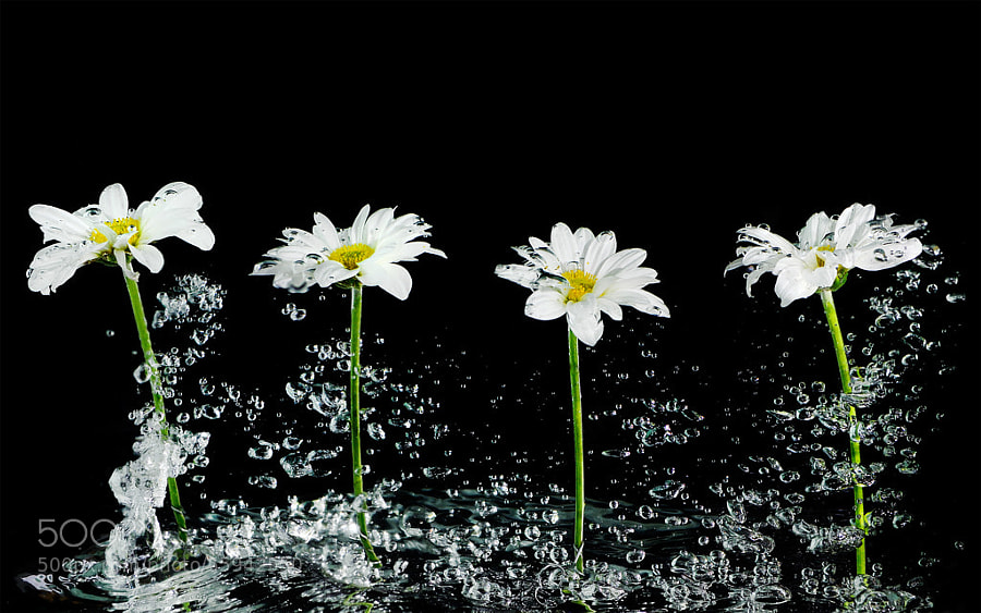 Photograph Water daisy by chimkudo  on 500px