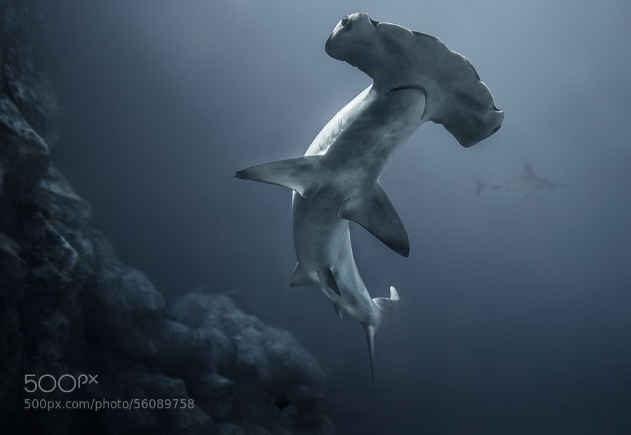 Photograph Hammerhead Shark by Rick White on 500px