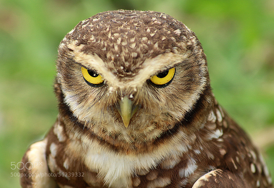 Photograph Angry Owl by Leonardo Casadei on 500px