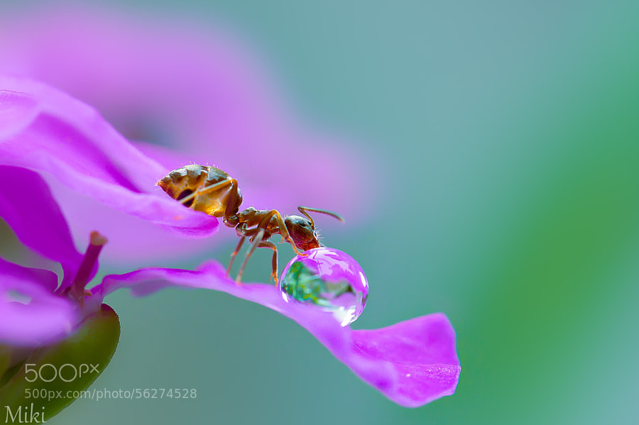 Photograph Lucky ant by Miki Asai on 500px