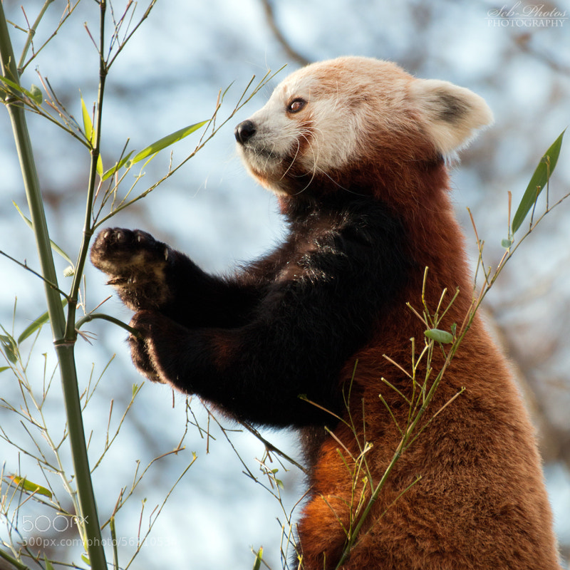 cute red pandas -Photograph Nom nom nom! by Seb Photos on 500px