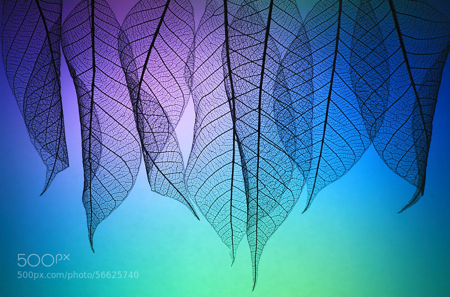 Photograph Prismatic leafs by Shihya Kowatari on 500px
