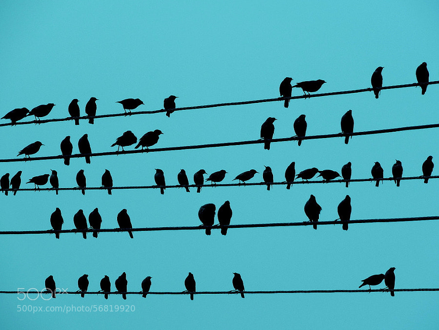 Photograph Music Notes by Rahul Tripathi on 500px