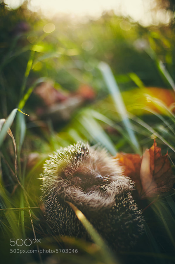 Photograph Sleeping Hedgehog by ?ukasz Walas on 500px