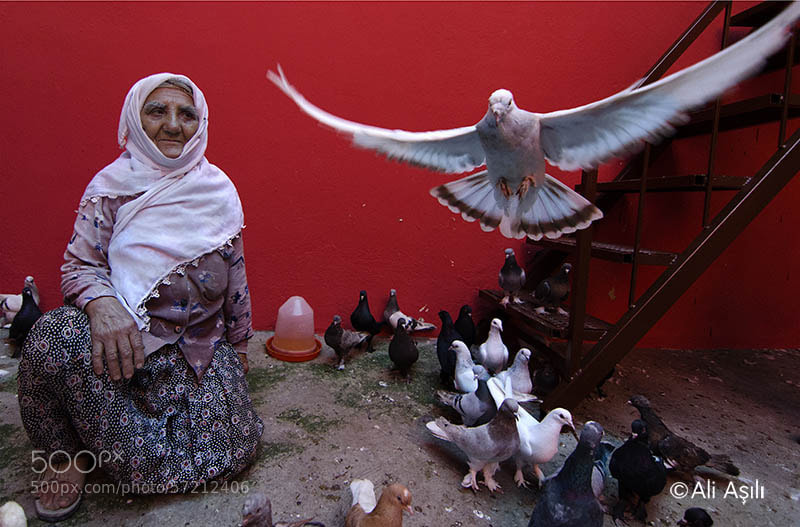 Photograph Bird Fancier Grandmother by Ali ASILI on 500px