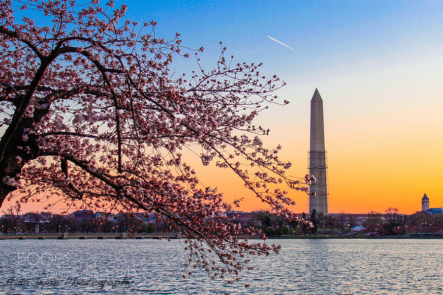 Photograph Cherry Blossoms at Sunrise 2 by Ajda Dyan Berryman on 500px